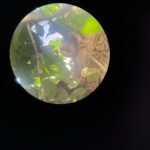 A sloth that Sally spotted in Costa Rica. Photo courtesy of Sally Brannan Hurt.