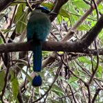 A blue motmot in Costa Rica. Photo courtesy of Sally Brannan Hurt.