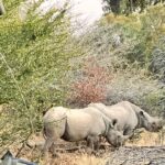 A pair of black rhinos in Africa. Photo courtesy of Sally Brannan Hurt.