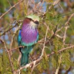 A lilac-breasted roller in Africa. Photo courtesy of Sally Brannan Hurt.