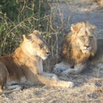 A male and female lion in Africa. Photo by Sally Brannan Hurt.