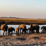 Elephants at a waterhole in Africa. Photo courtesy of Sally Brannan Hurt.