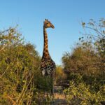 A giraffe in Africa. Photo courtesy of Sally Brannan Hurt.