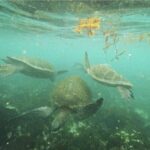 Green sea turtles, taken by Kylie Jackson.