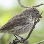 A Galápagos finch, taken by Kylie Jackson.