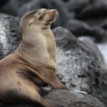 A Galápagos sea lion, taken by Kylie Jackson.