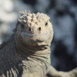 A marine iguana in the Galápagos Islands, taken by Kylie Jackson.
